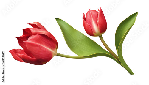 two red tulip with leaves isolated on transparent background cutout