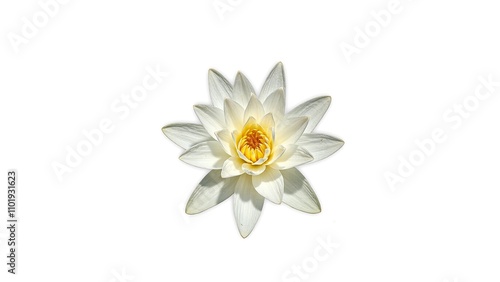 Serene white water lily with wide petals and yellow center on white background photo