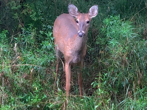 White-tailed Deer in the Woods photo