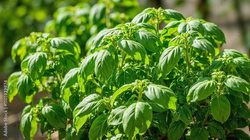 Fresh basil leaves growing in a sunlit herb garden Fresh basil leaves growing in a sunlit herb garden