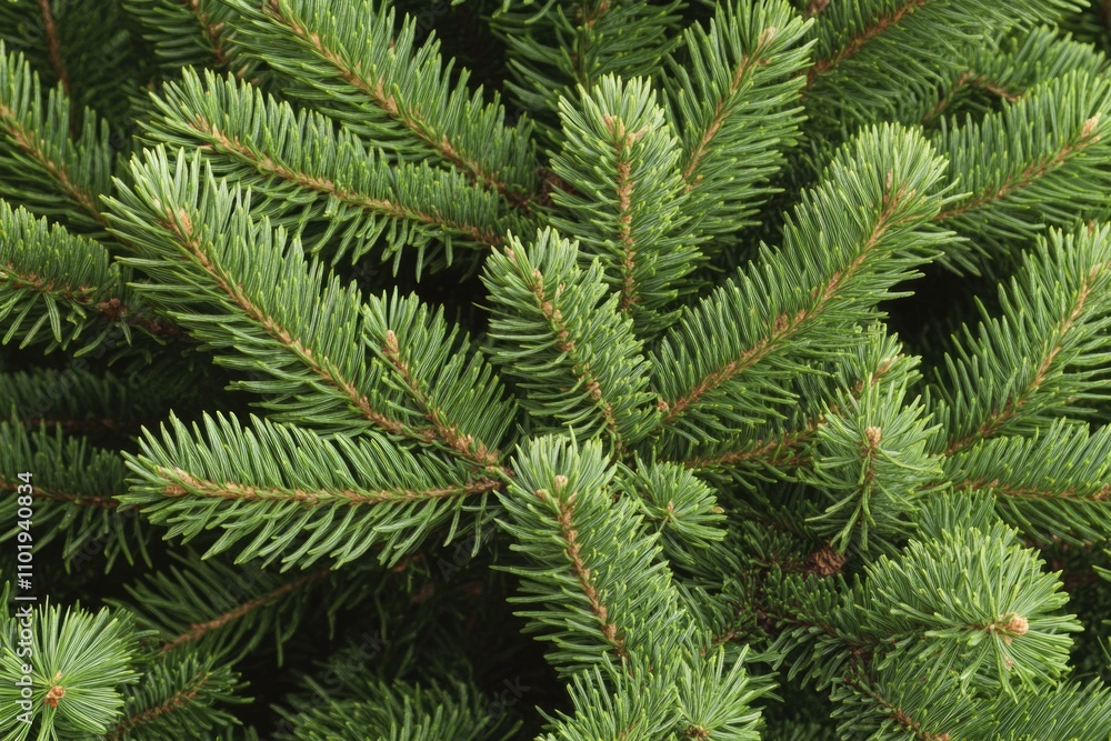 A close-up view of a pine tree's green needles and branches A close-up view of a pine tree's green needles and branches