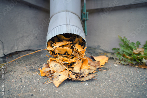 Сlogged gutter with leaves blocking the downspout, home maintenance challenges during autumn season. Clogged downspout filled with leaf debris, need for regular maintenance, cleaning. Selective focus