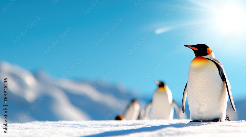 Naklejka premium A solitary majestic penguin stands under the bright Antarctic sun, surrounded by a snowy landscape, symbolizing resilience and strength in harsh conditions.