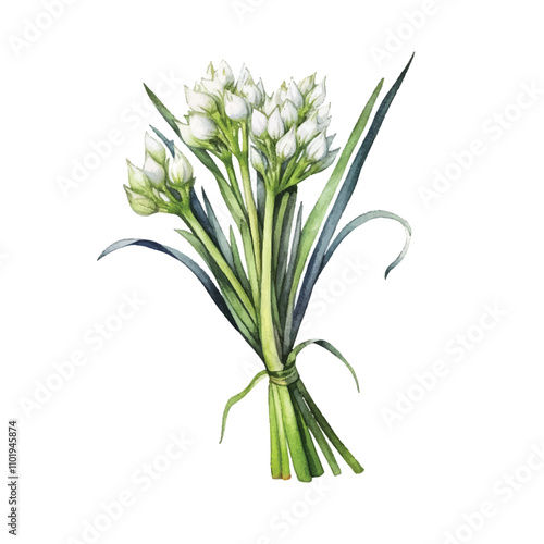 watercolor Scallion isolated white background