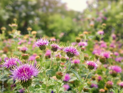 A close-up of prickly burdock flowers blooming in a wild meadow, countryside, rural