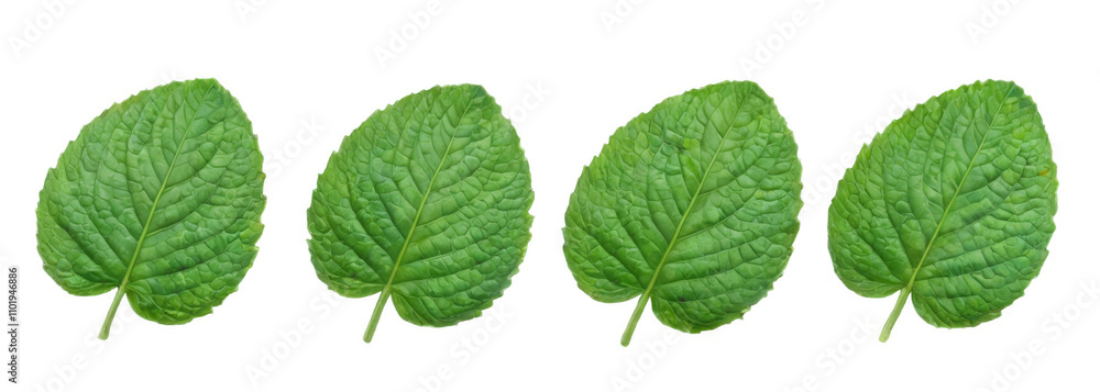 Fresh Green Leaves Arranged in a Row on transparent background - Health and Vibrancy Concept in Nature Photography Fresh Green Leaves Arranged in a Row on transparent background - Health and Vibrancy Concept in Nature Photography