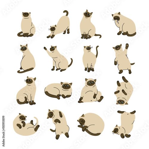 Set of Siamese Cat Breeds in Multiple Poses, Flat and Simple Design, Isolated Elements in White Background