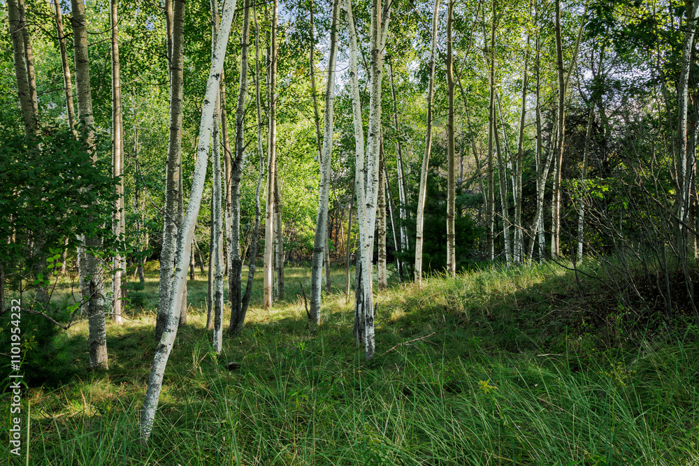 Obraz premium Birch Wood