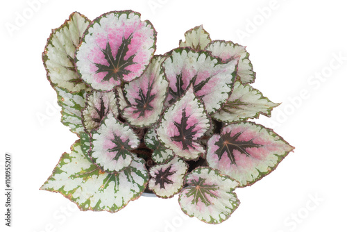 Bush of Begonia  with colorful leaf growth in a pot isolated on white background. Ornamental plant.