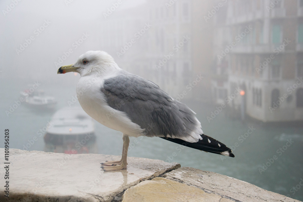 Obraz premium The glaucous gull (Larus hyperboreus)