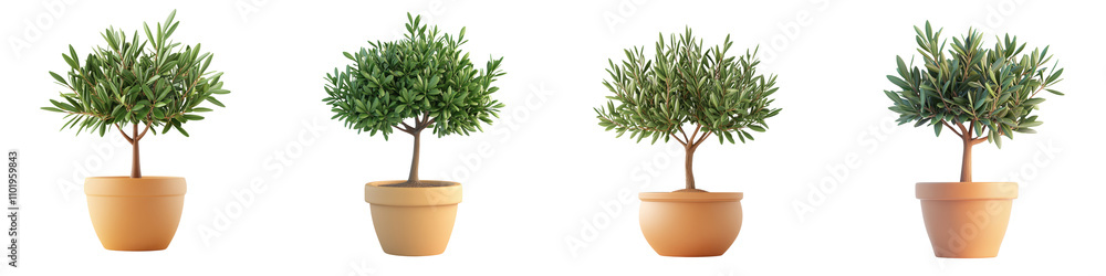 Obraz premium Set Four potted olive trees 