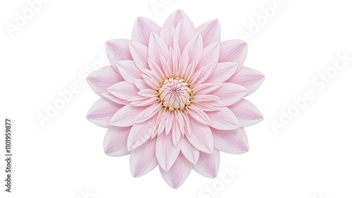 Elegant pale pink dahlia with layered petals on white background