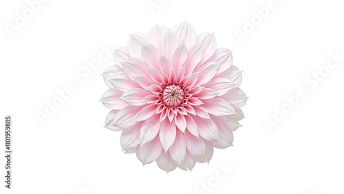 Elegant pale pink dahlia with layered petals on white background