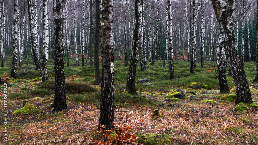 Between the birch trees - zwischen den Birken Between the birch trees - zwischen den Birken
