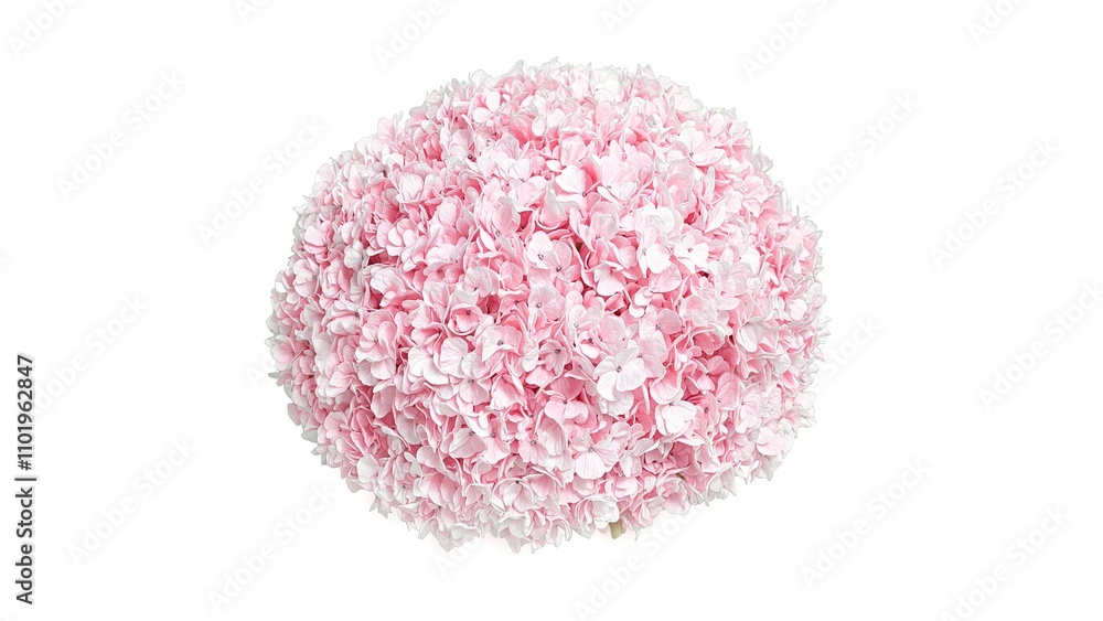 Pastel pink hydrangea cluster on white background