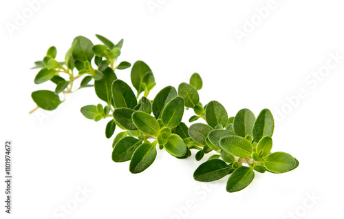 Thyme  fresh isolated on white background. Spice closeup.