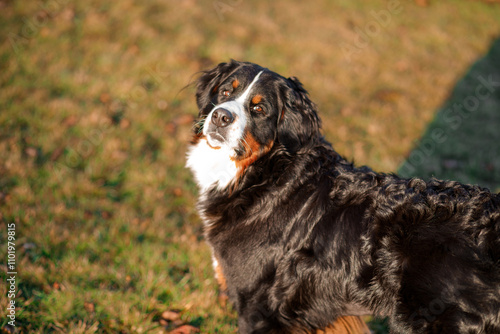 Bernese mountain dog. The dog runs and enjoys a walk in the field