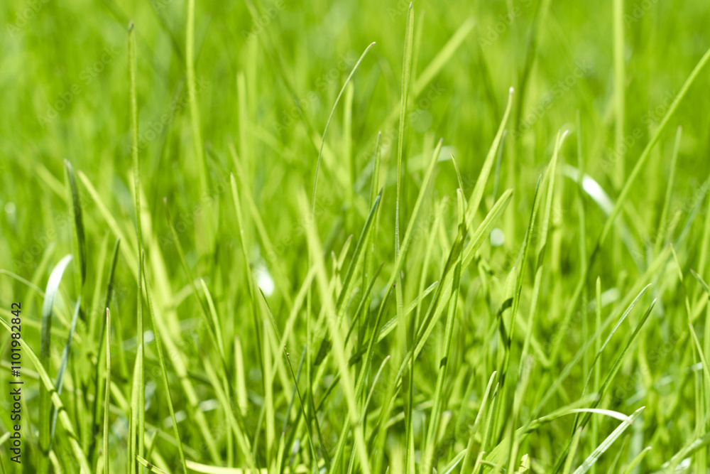 green grass out of focus with a blurred background green grass out of focus with a blurred background