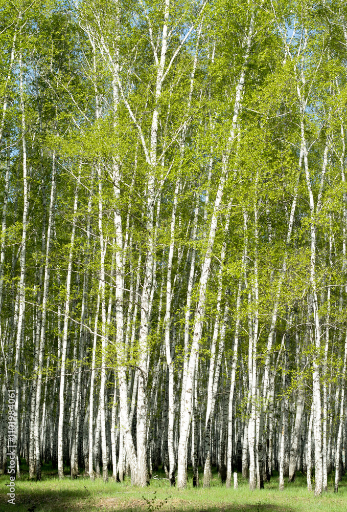 birch grove in the spring landscape background birch grove in the spring landscape background