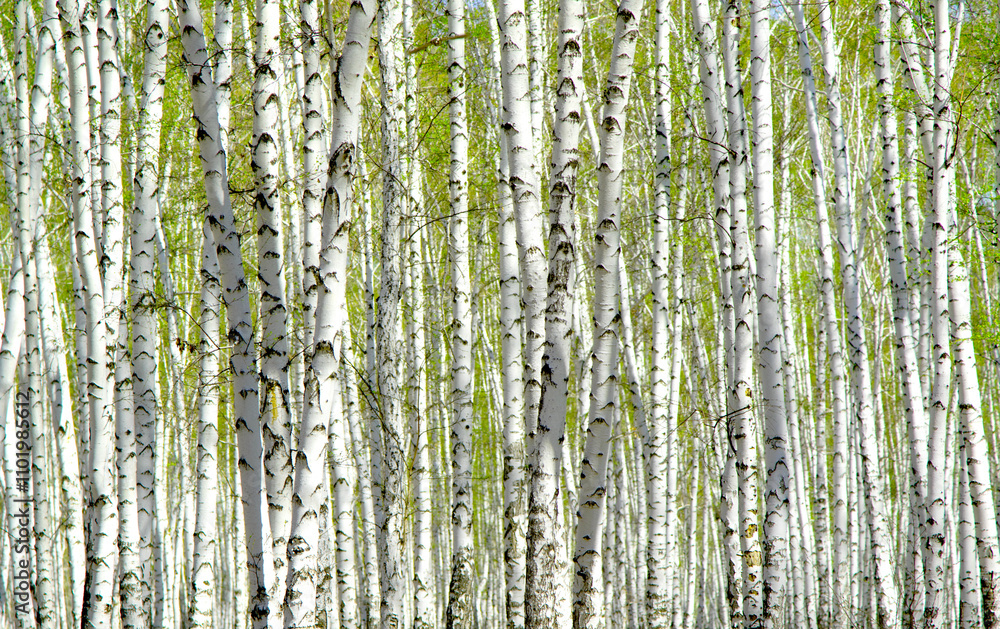 birch grove in the spring landscape background birch grove in the spring landscape background