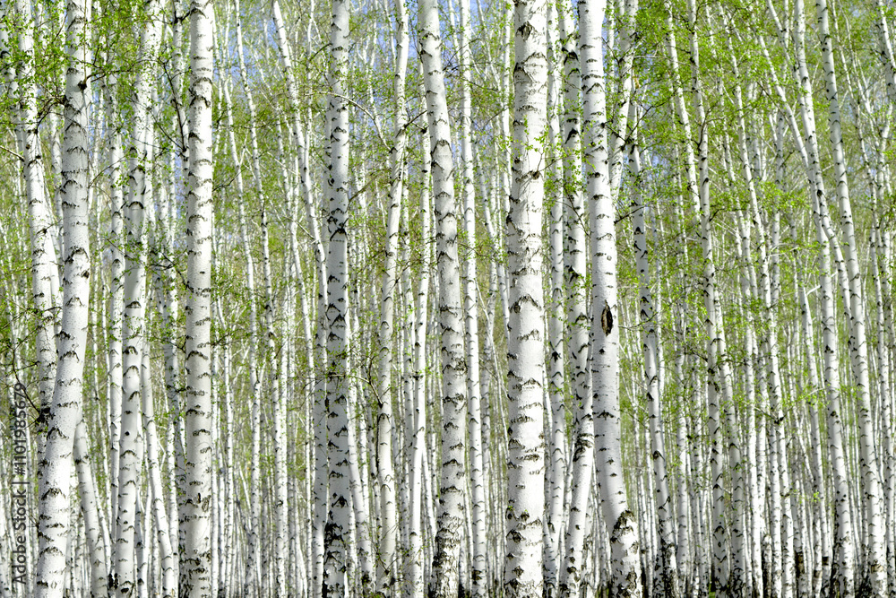 birch grove in the spring landscape background birch grove in the spring landscape background