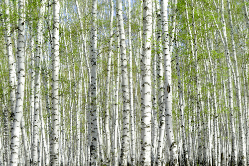 birch grove in the spring landscape background