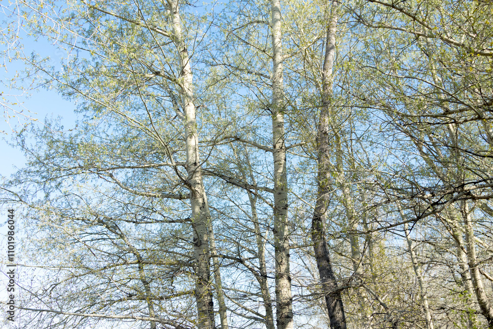 trees on a background of sky, spring landscape trees on a background of sky, spring landscape