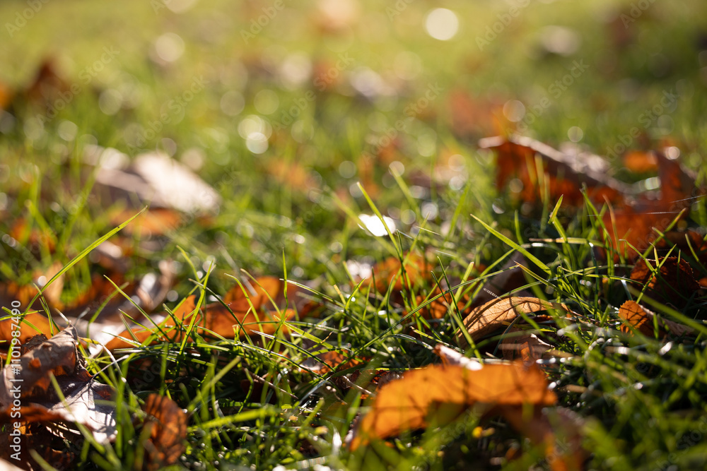 Dry yellow leaves on green grass close-up Dry yellow leaves on green grass close-up