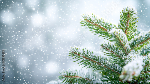 A beautiful Christmas background with green fir branches and snowflakes on a gray background, with ample copy space. Snow is falling, creating a white and silver color palette with a soft