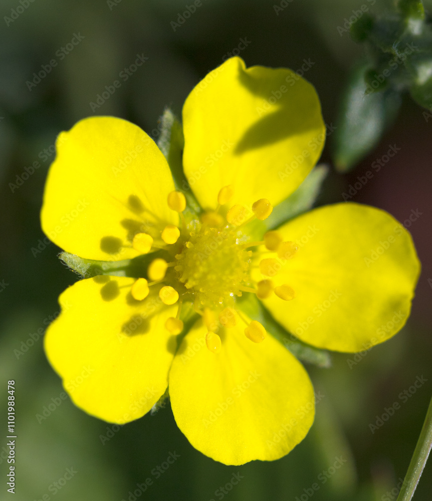 beautiful yellow flower nature beautiful yellow flower nature