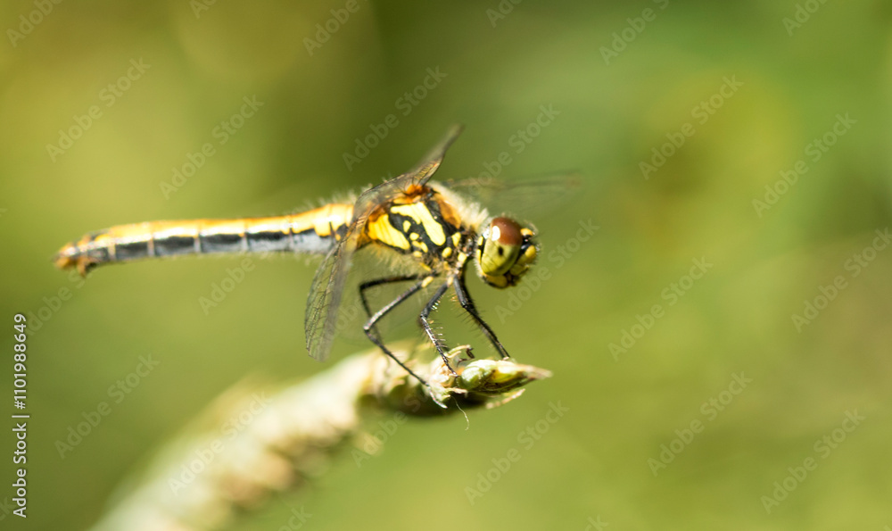 dragonfly close up nature dragonfly close up nature