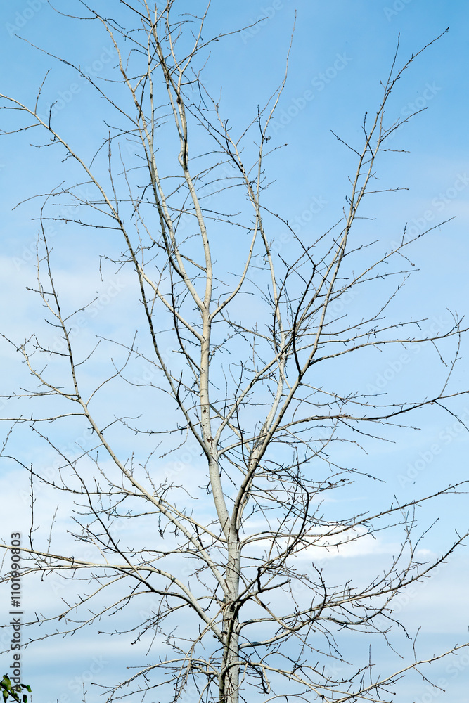 tree branches silhouette