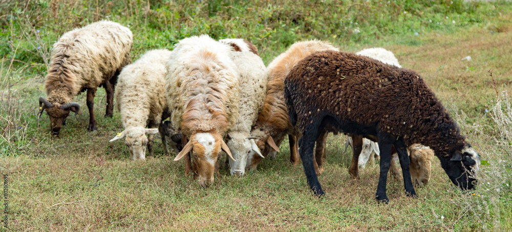 Herd of sheep walking on a green meadow Herd of sheep walking on a green meadow