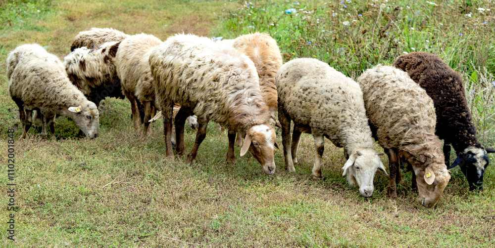 Herd of sheep walking on a green meadow Herd of sheep walking on a green meadow