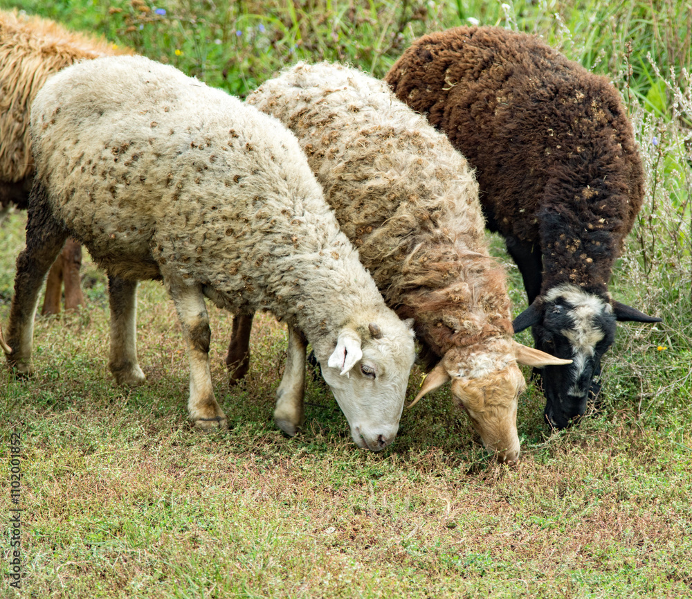 Herd of sheep walking on a green meadow Herd of sheep walking on a green meadow