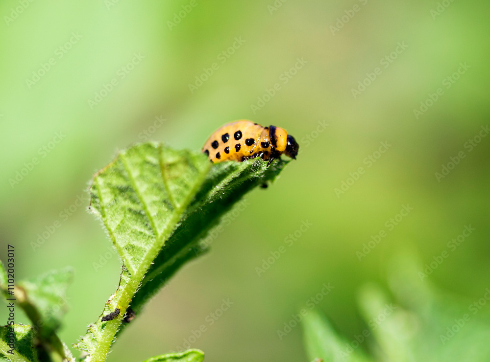 Colorado potato beetle larva Colorado potato beetle larva
