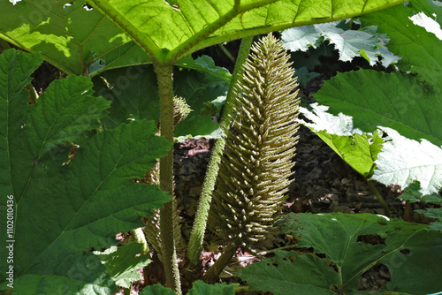 Foto Rhubarbe géante du Chili, Gunnera manicata
