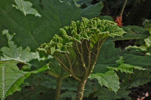 Rhubarbe géante du Chili, Gunnera manicata