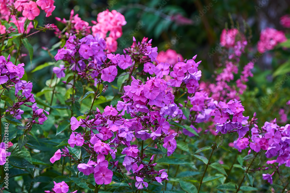 Flowers, garden and plants with purple blossom or bloom for nature, environment or growth in forest. Empty, floral and leaves with sprout, stems or bushes for outdoor botany, ecology or spring season Flowers, garden and plants with purple blossom or bloom for nature, environment or growth in forest. Empty, floral and leaves with sprout, stems or bushes for outdoor botany, ecology or spring season