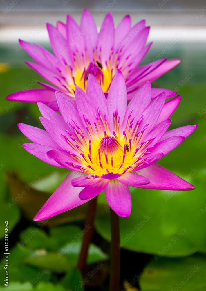 Beautiful pink Lotus flower with green leaves in pond nature for background Beautiful pink Lotus flower with green leaves in pond nature for background