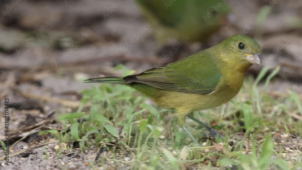 Female Painted Bunting Bird Eating Seeds on Ground