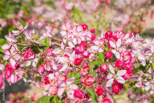 Malus floribunda Vielblütiger Zierapfel Detail Blüte photo