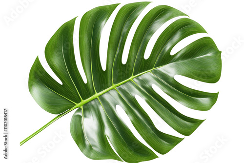A monstera leaf isolated on a white or transparent background