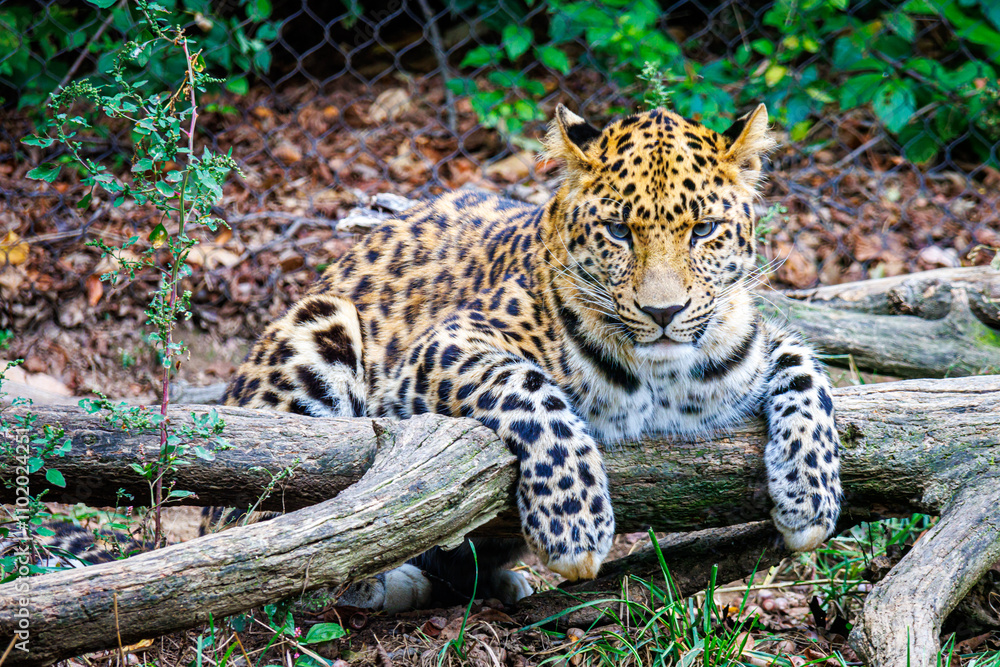 Fototapeta premium Amur leopard (Panthera pardus orientalis)