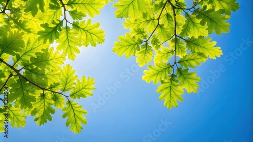 Oak leaves in spring against a clear blue sky, nature, foliage, trees, outdoors, fresh, vibrant, green, seasonal, background