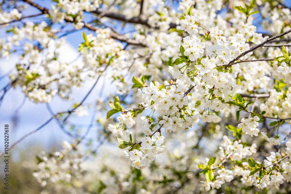 White flowers blooming on branches in spring, creating stunning scenery White flowers blooming on branches in spring, creating stunning scenery