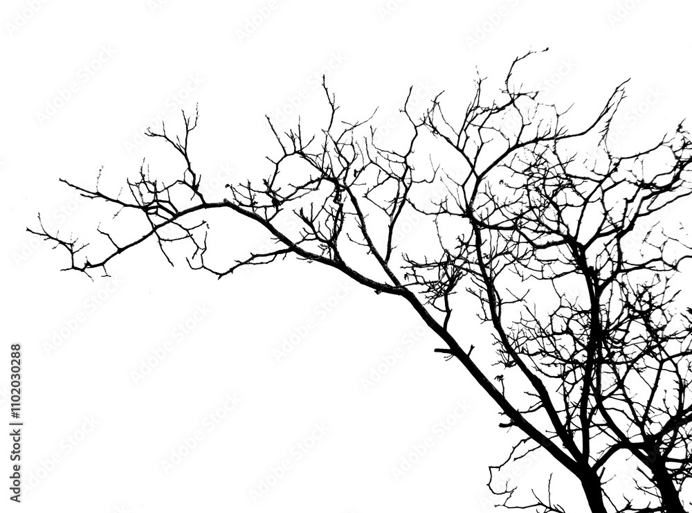 Fototapeta premium Bare black tree branches with intricate details stand out against a crisp white background. The minimalist composition highlights the organic shapes, perfect for design or nature-themed projects. 