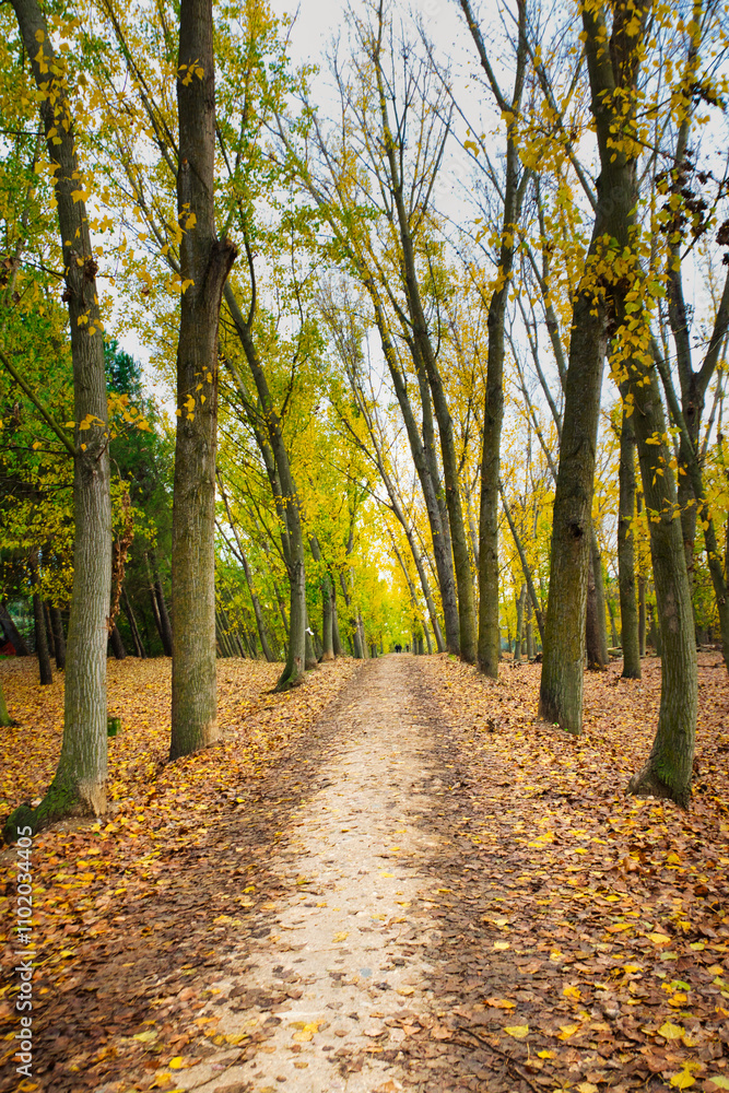 Obraz premium Autumn landscape with a path lined with poplars and fallen leaves, in Arroyomolinos, Madrid (Spain).