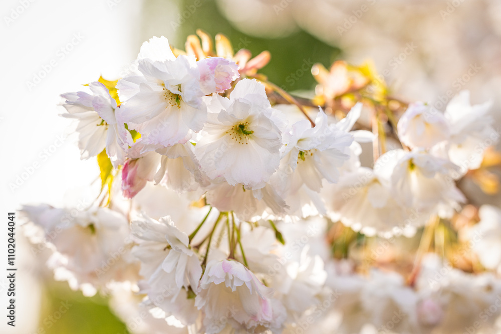 White cherry blossoms blooming in spring sunlight White cherry blossoms blooming in spring sunlight