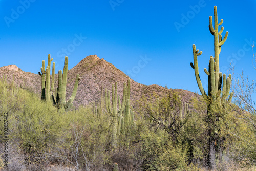 beautiful saguaros cactus in the Arizona desert photo